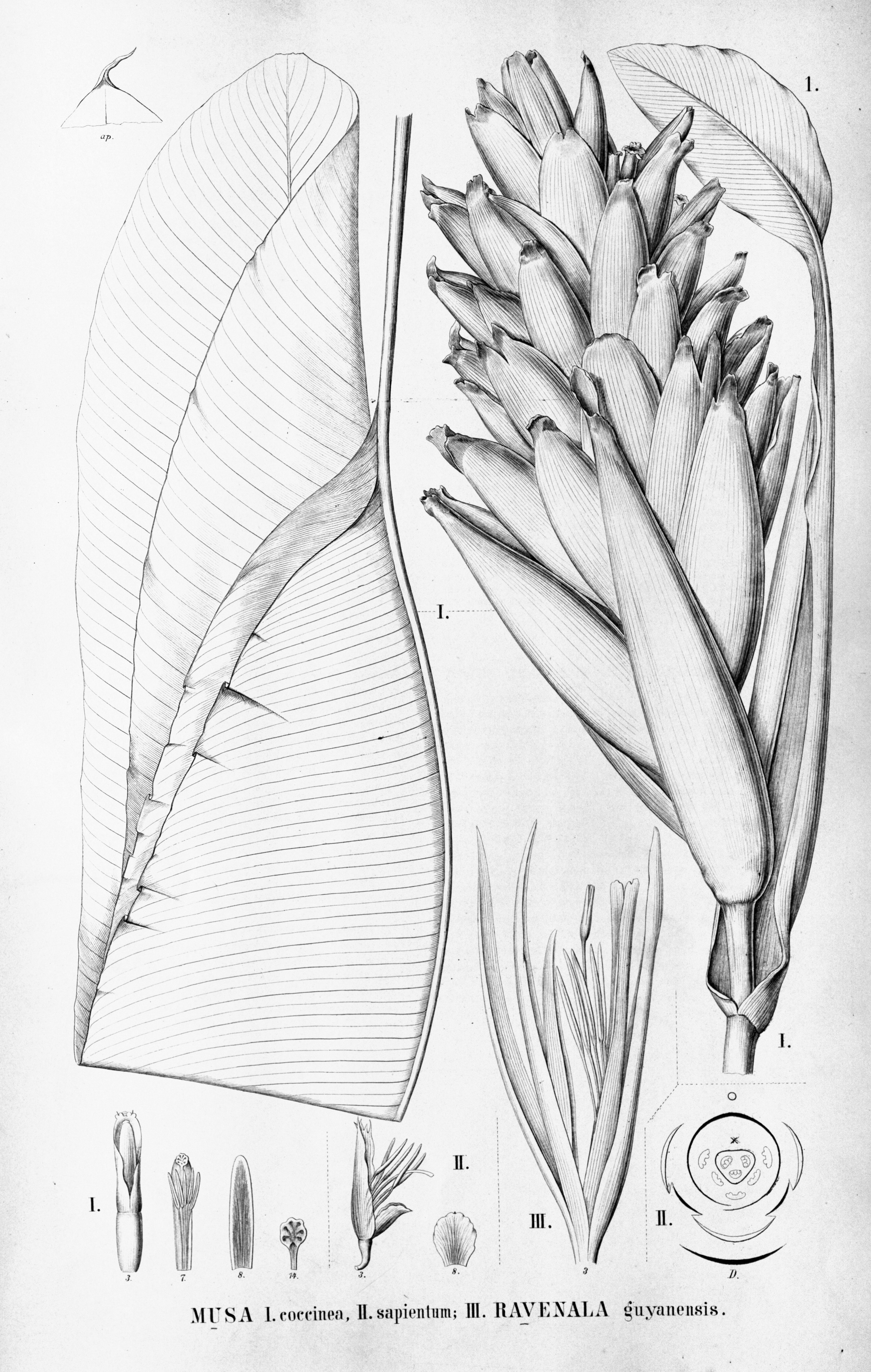 no full size  illustration available (3a)