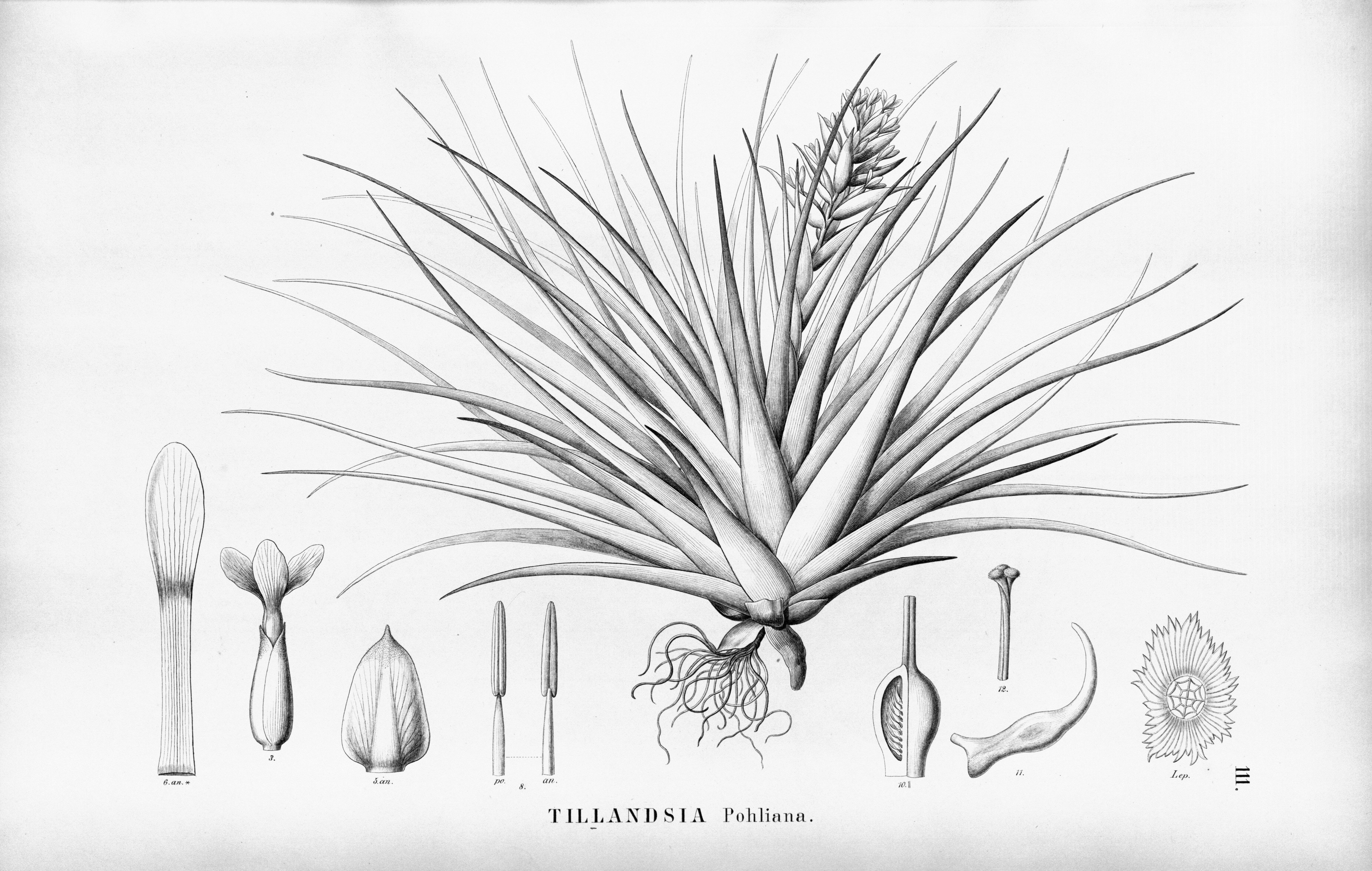 no full size  illustration available (3a)