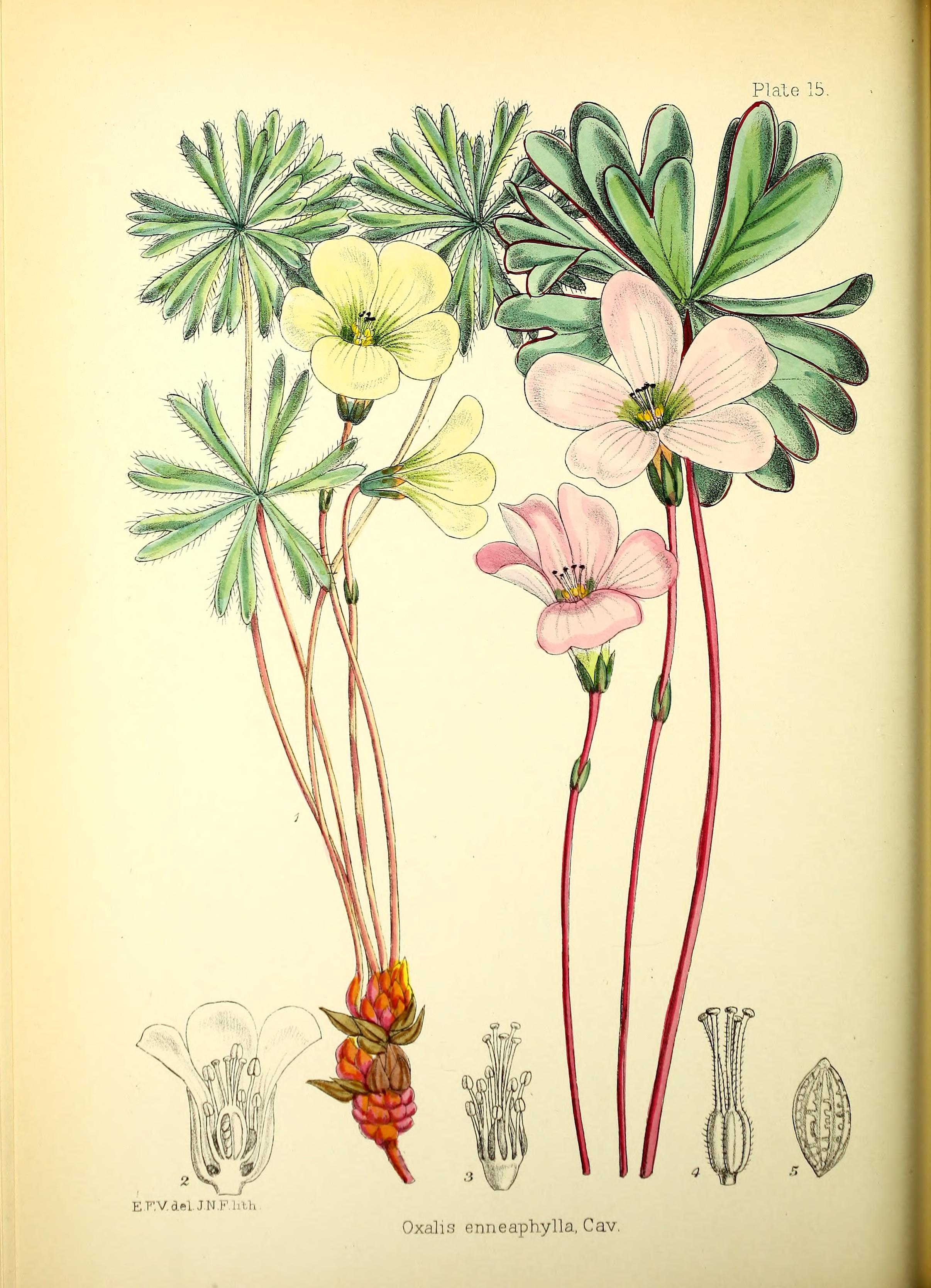 no full size  illustration available (3a)