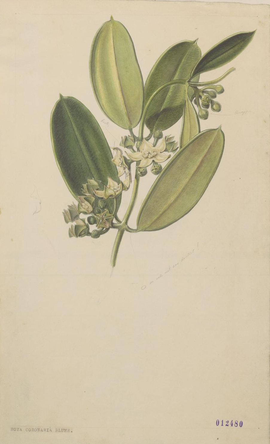 no full size  illustration available (3a)