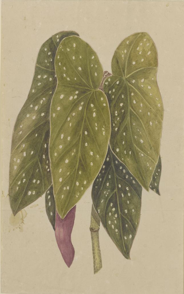 no full size  illustration available (3a)