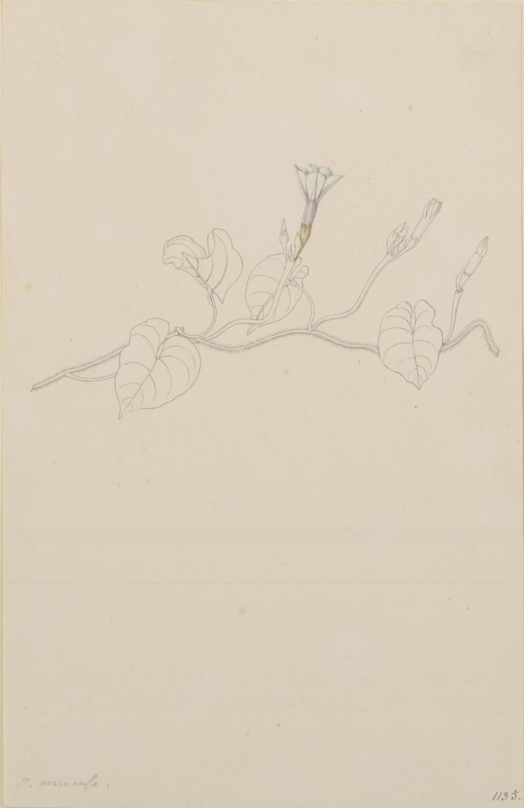 no full size  illustration available (3a)