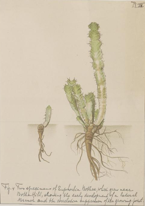 no full size  illustration available (3a)