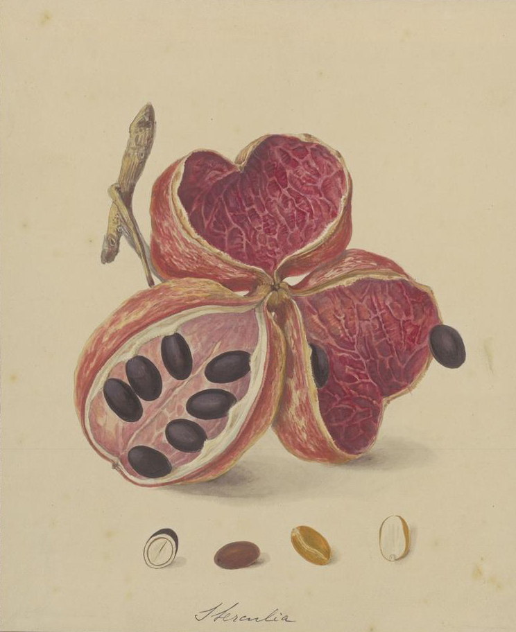 no full size  illustration available (3a)