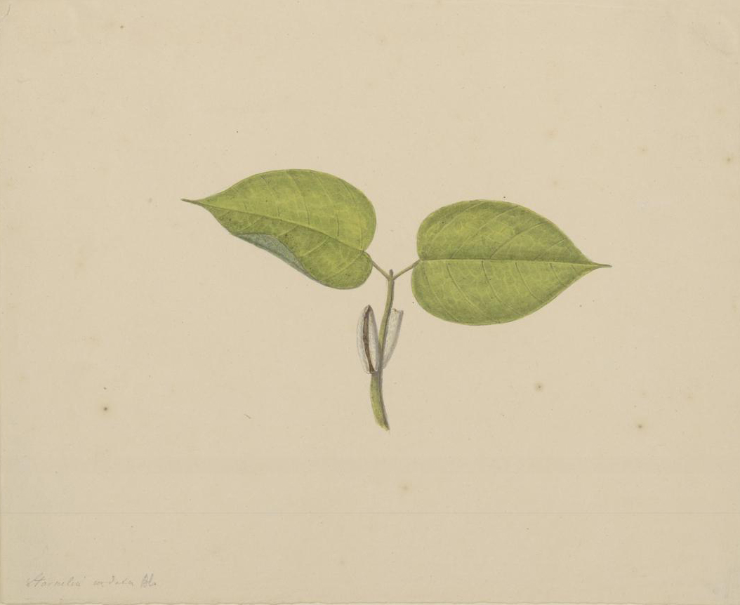 no full size  illustration available (3a)