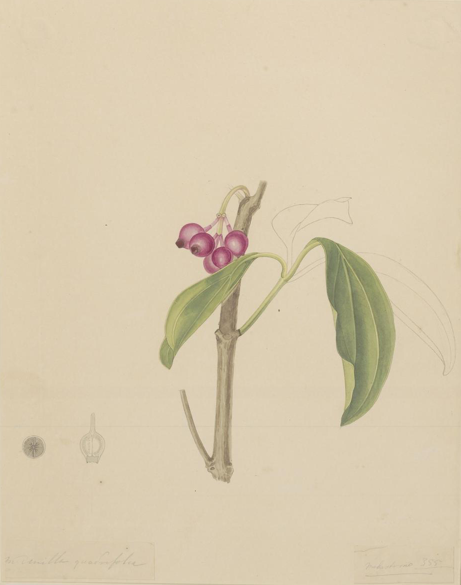 no full size  illustration available (3a)