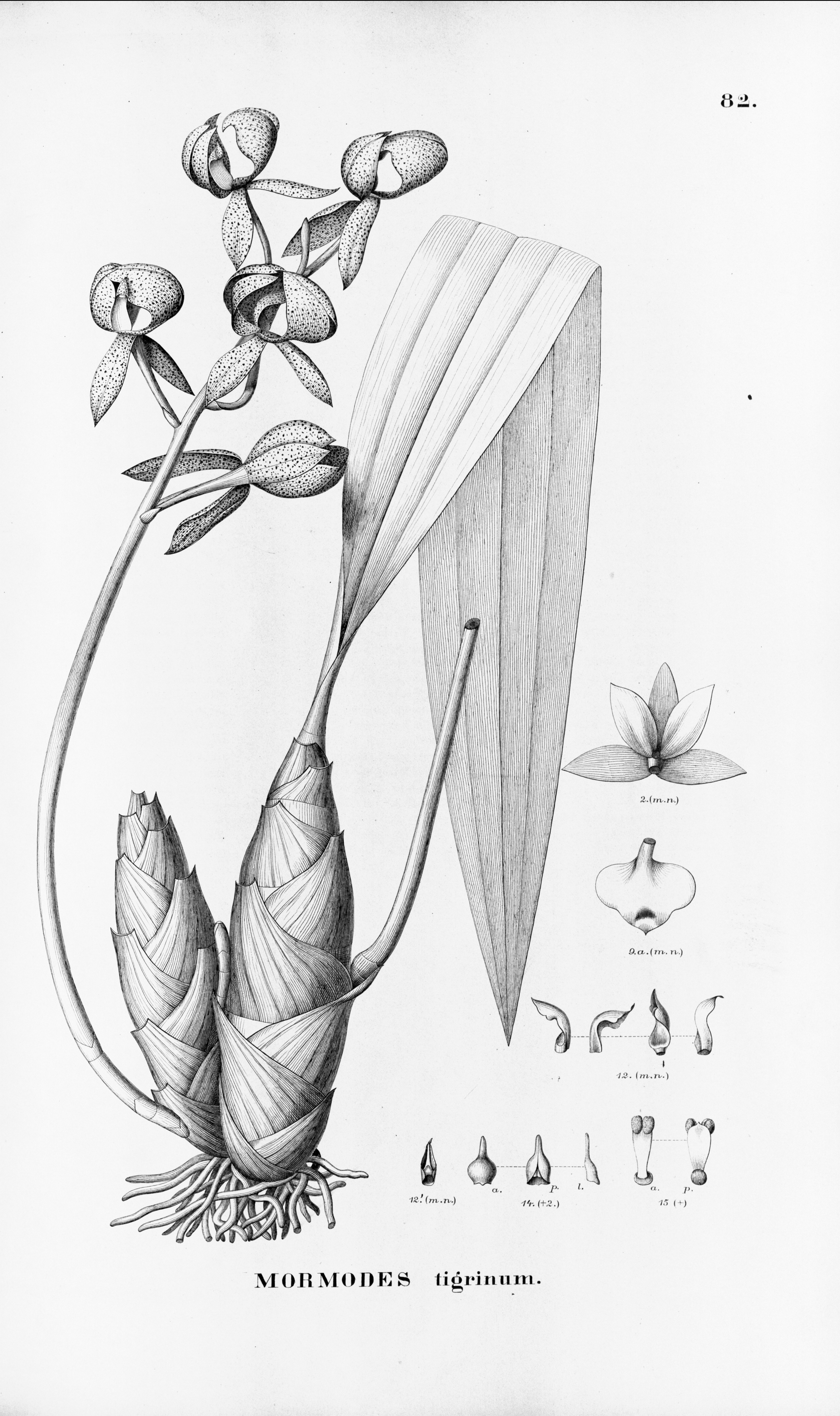 no full size  illustration available (3a)