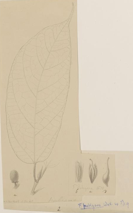 no full size  illustration available (3a)