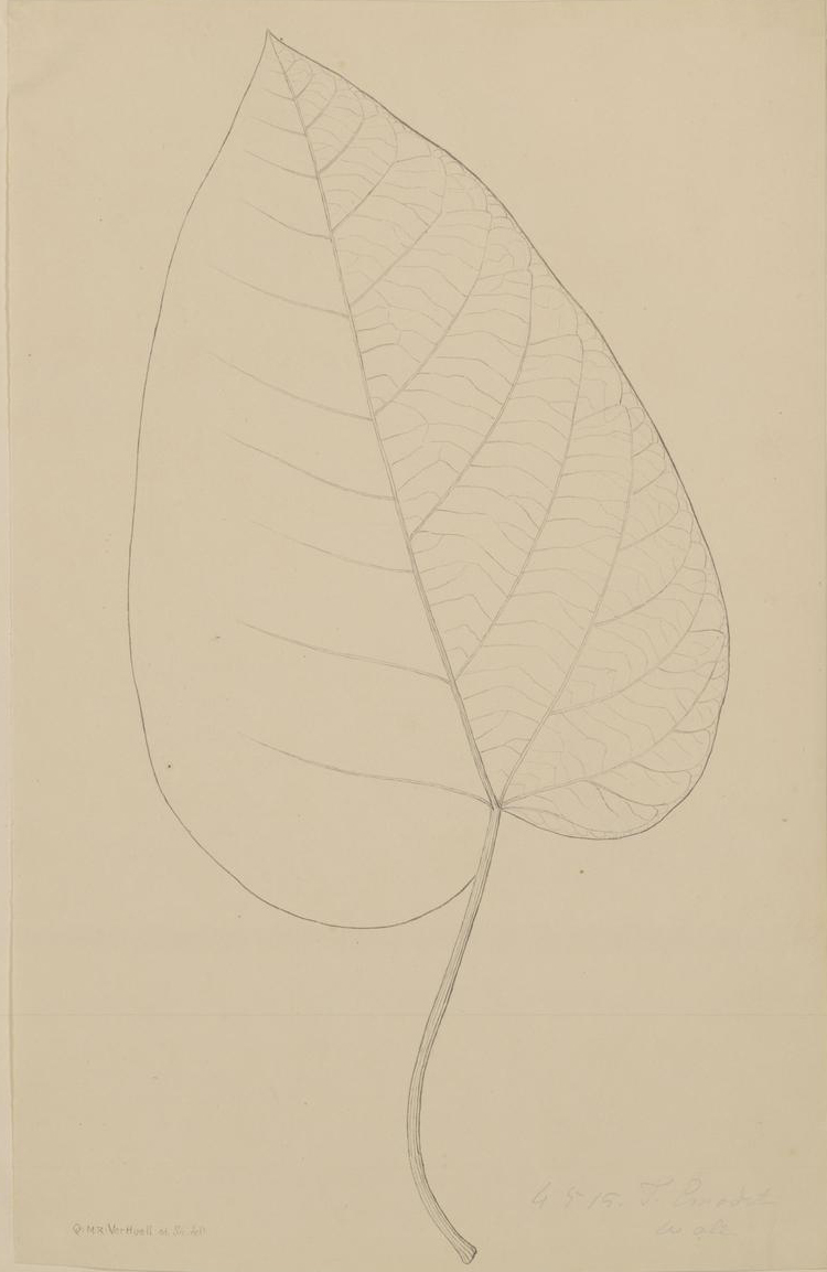 no full size  illustration available (3a)