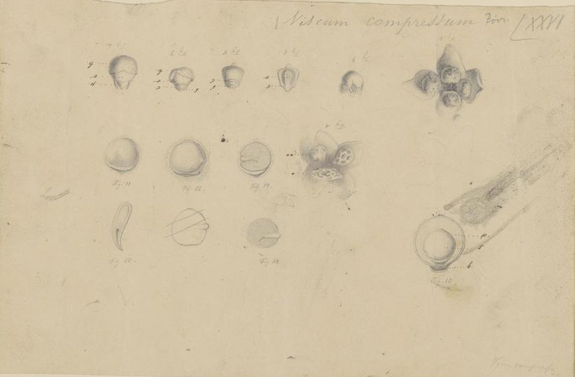 no full size  illustration available (3a)