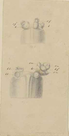 no full size  illustration available (3a)