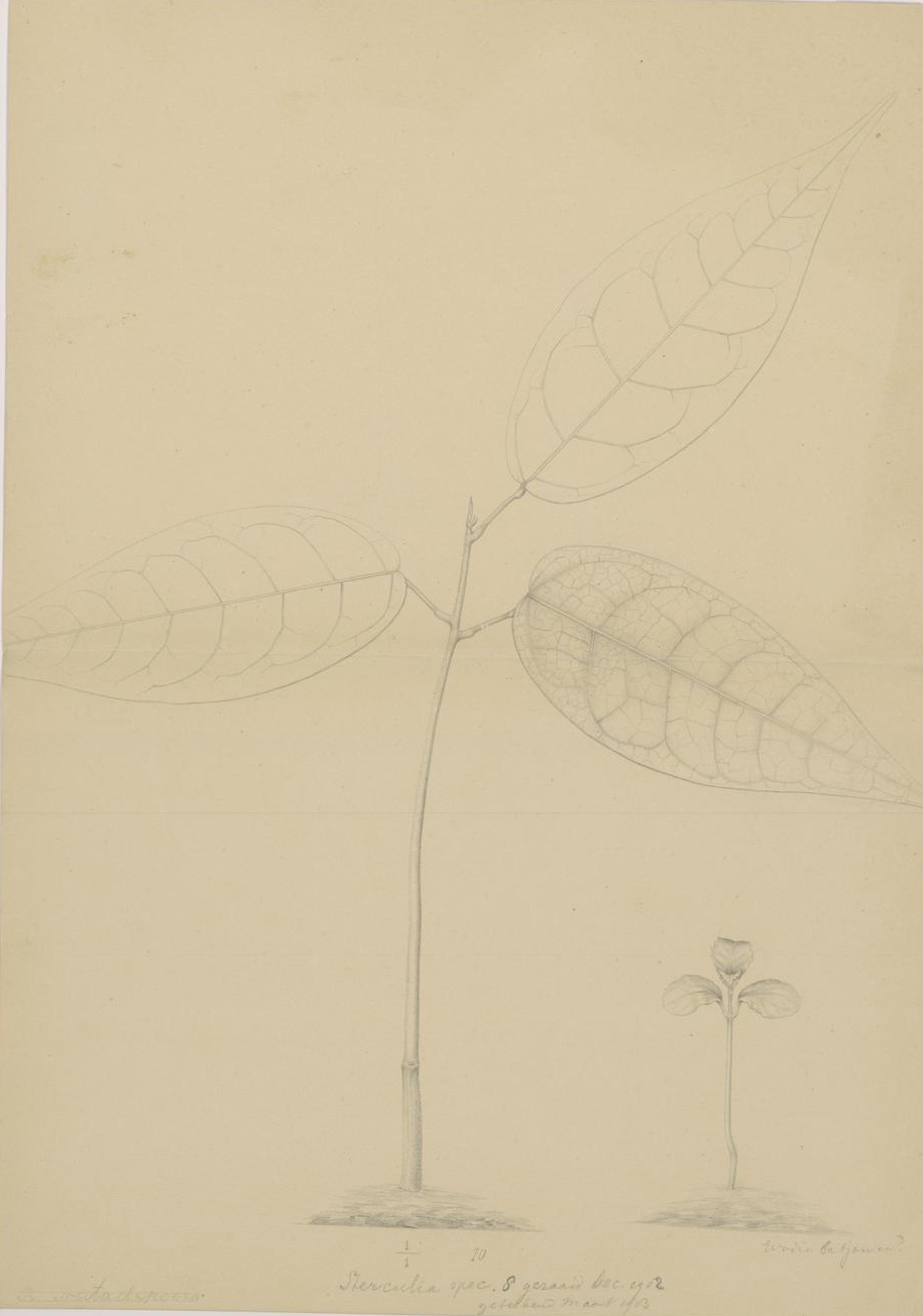 no full size  illustration available (3a)