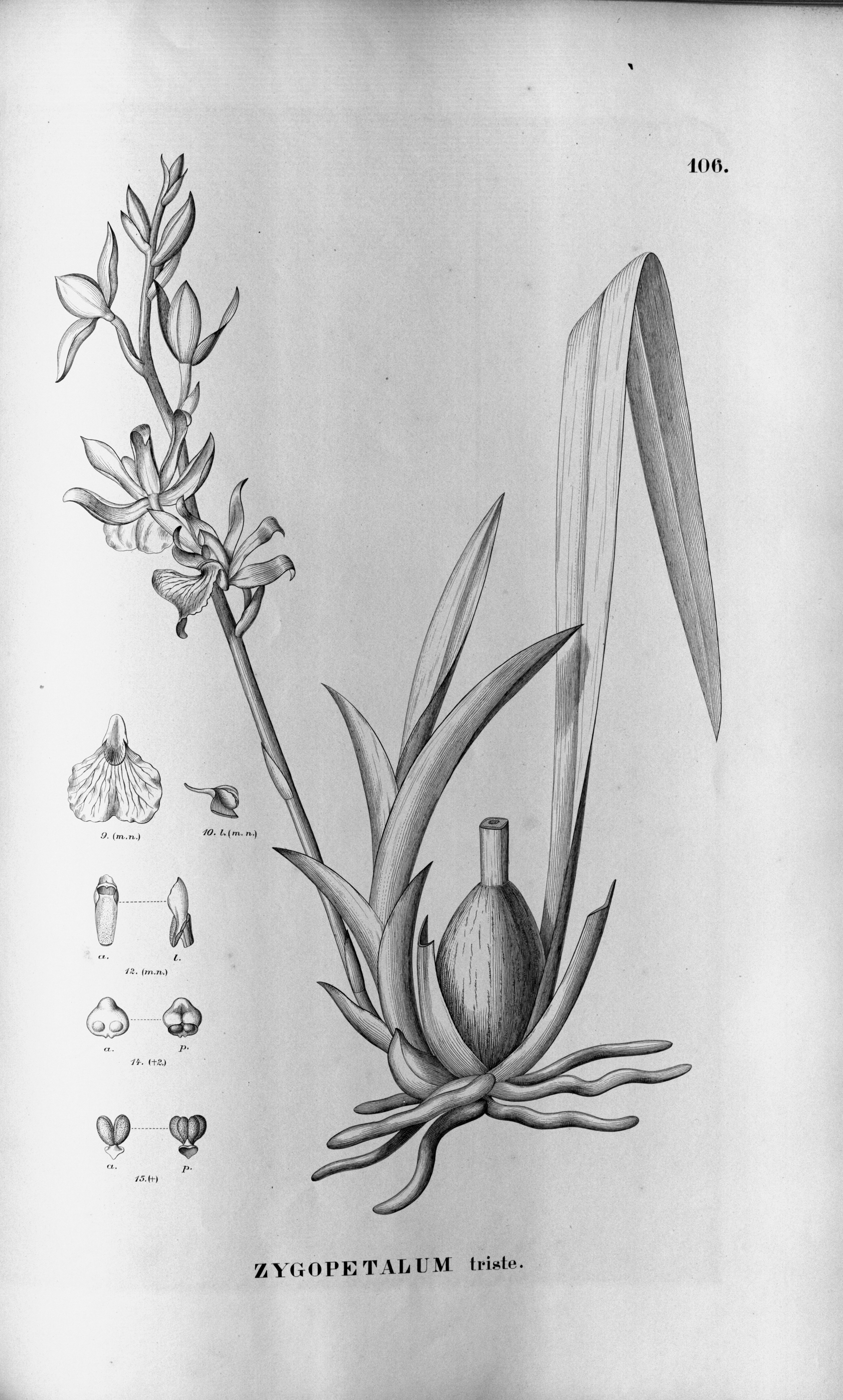 no full size  illustration available (3a)