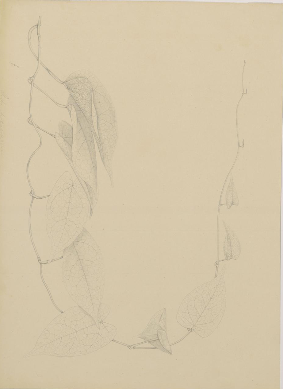 no full size  illustration available (3a)