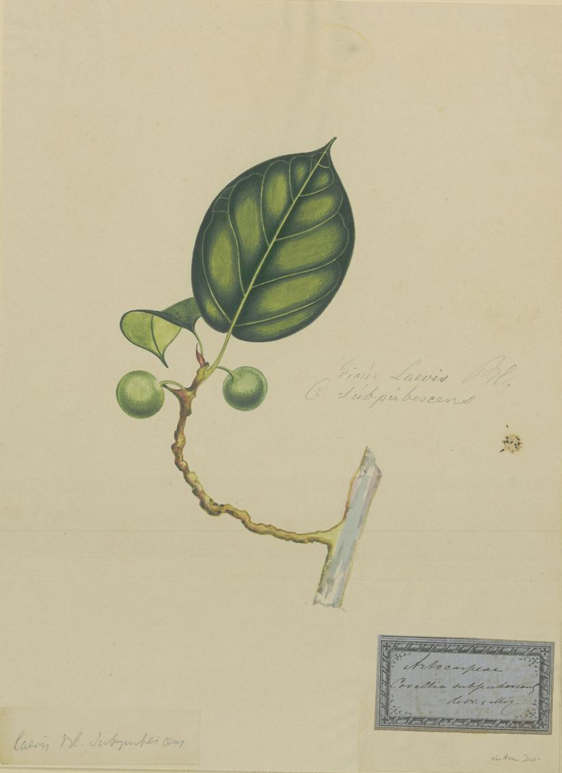 no full size  illustration available (3a)