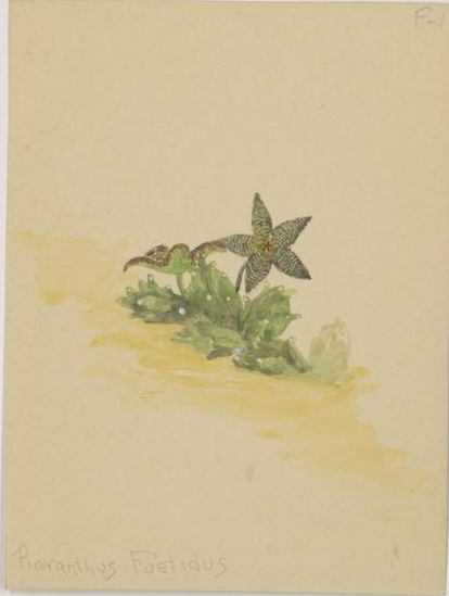 no full size  illustration available (3a)