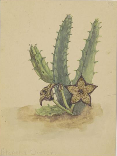 no full size  illustration available (3a)