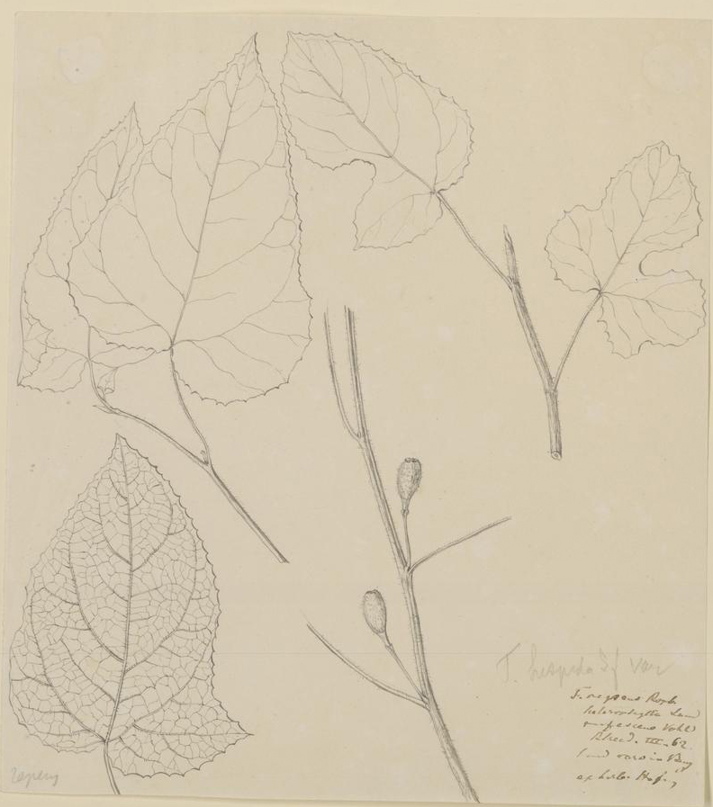 no full size  illustration available (3a)