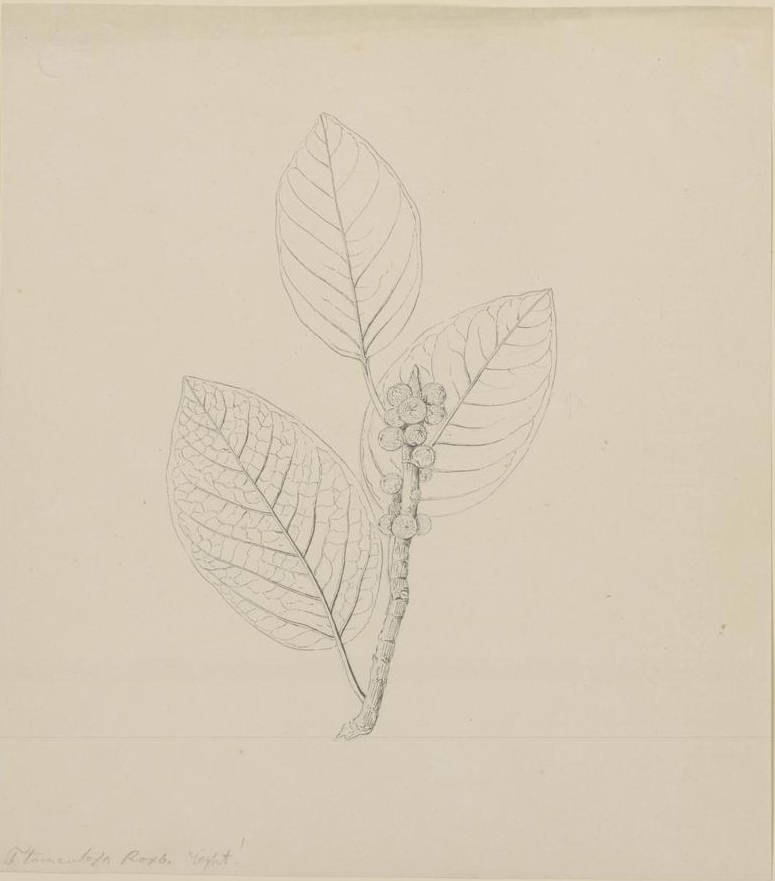 no full size  illustration available (3a)