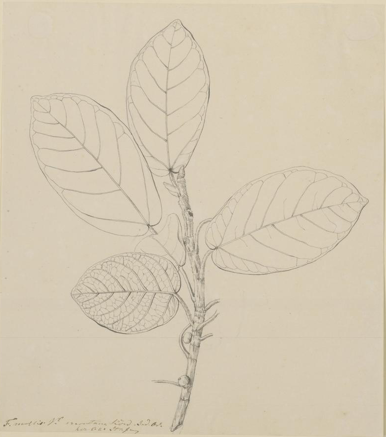 no full size  illustration available (3a)