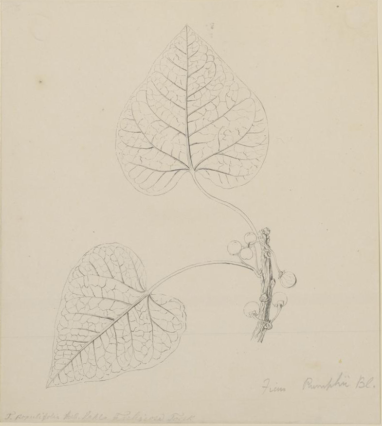 no full size  illustration available (3a)