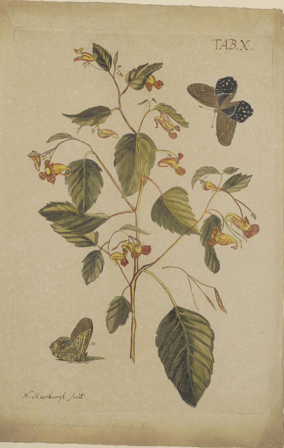 no full size  illustration available (3a)