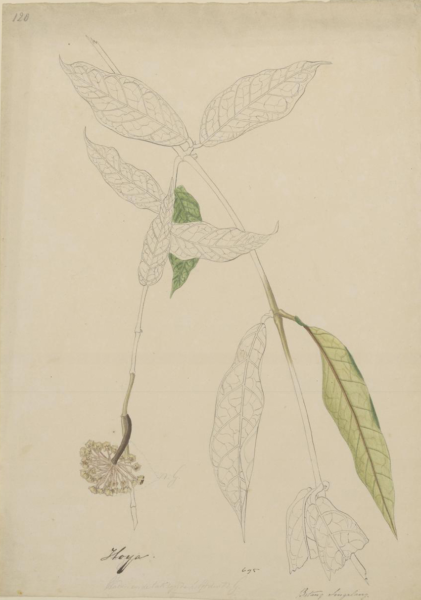 no full size  illustration available (3a)