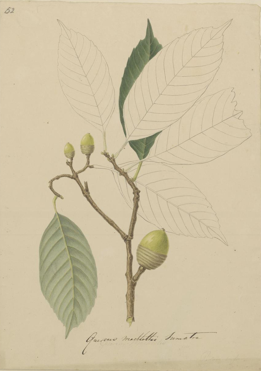 no full size  illustration available (3a)