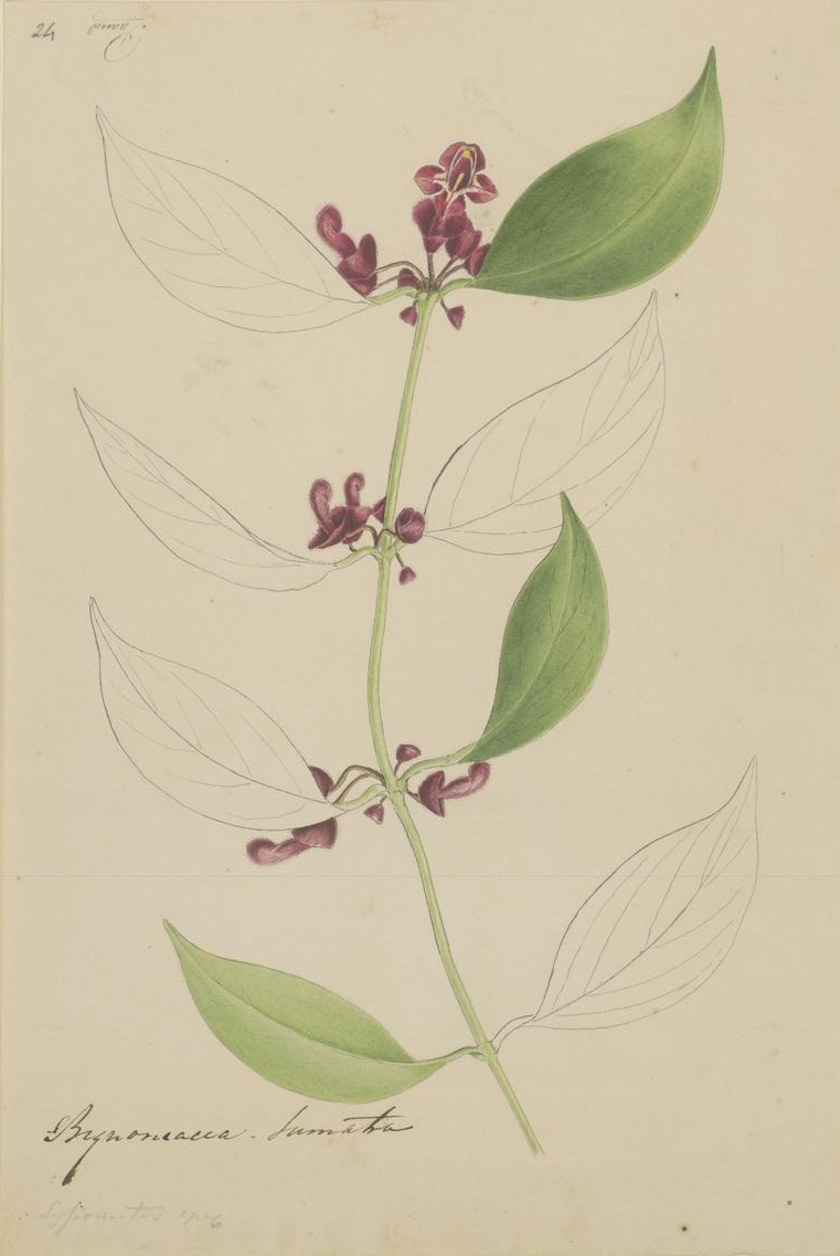 no full size  illustration available (3a)