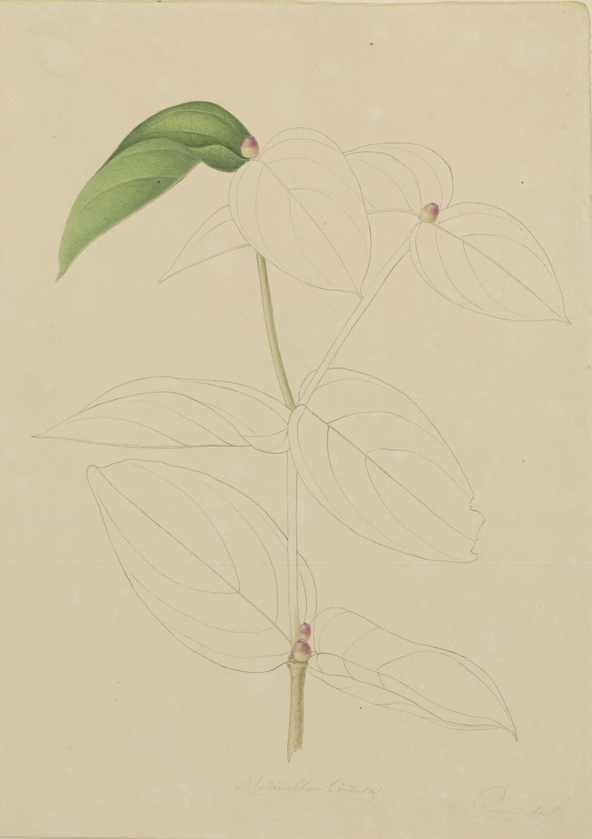 no full size  illustration available (3a)