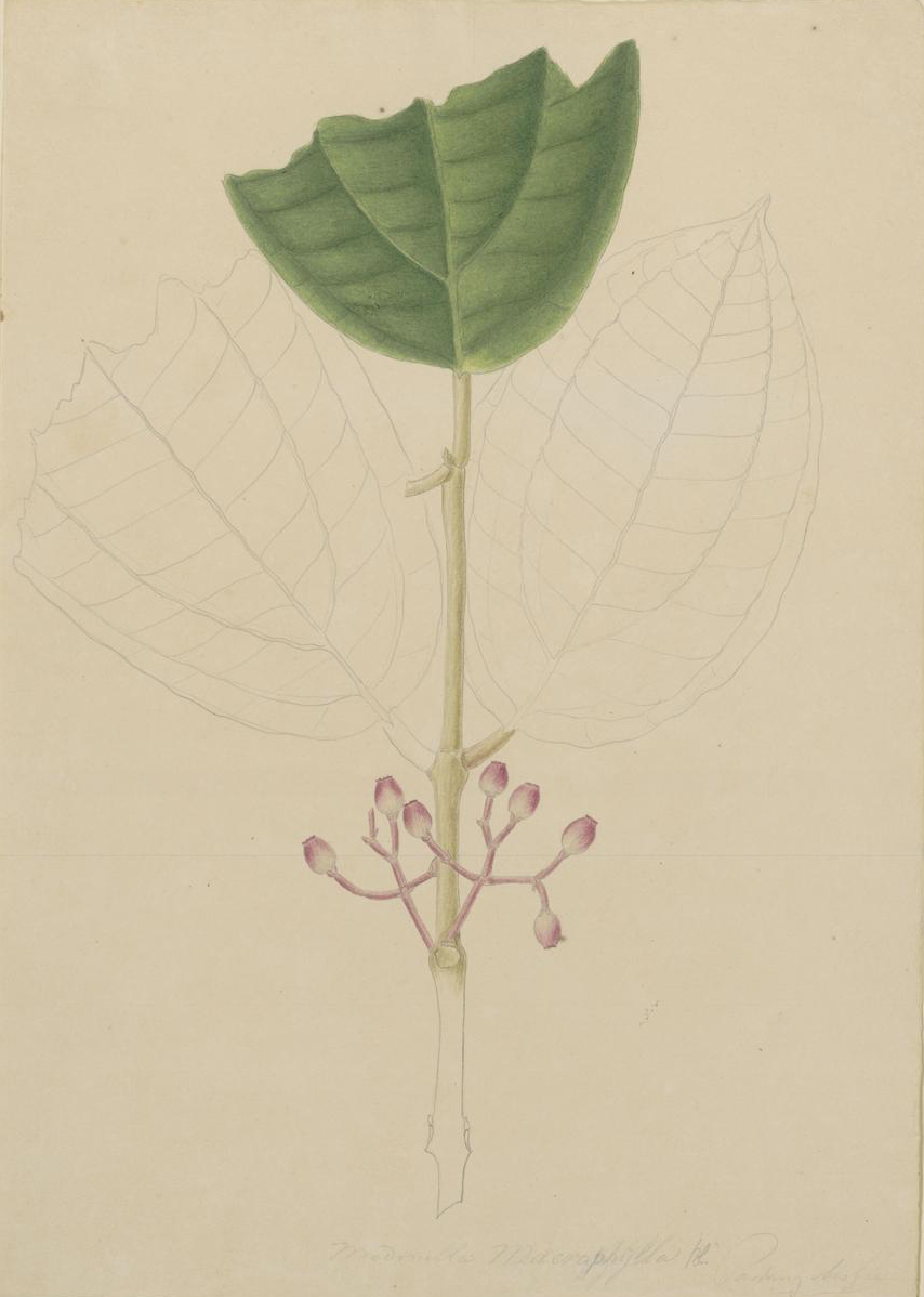 no full size  illustration available (3a)