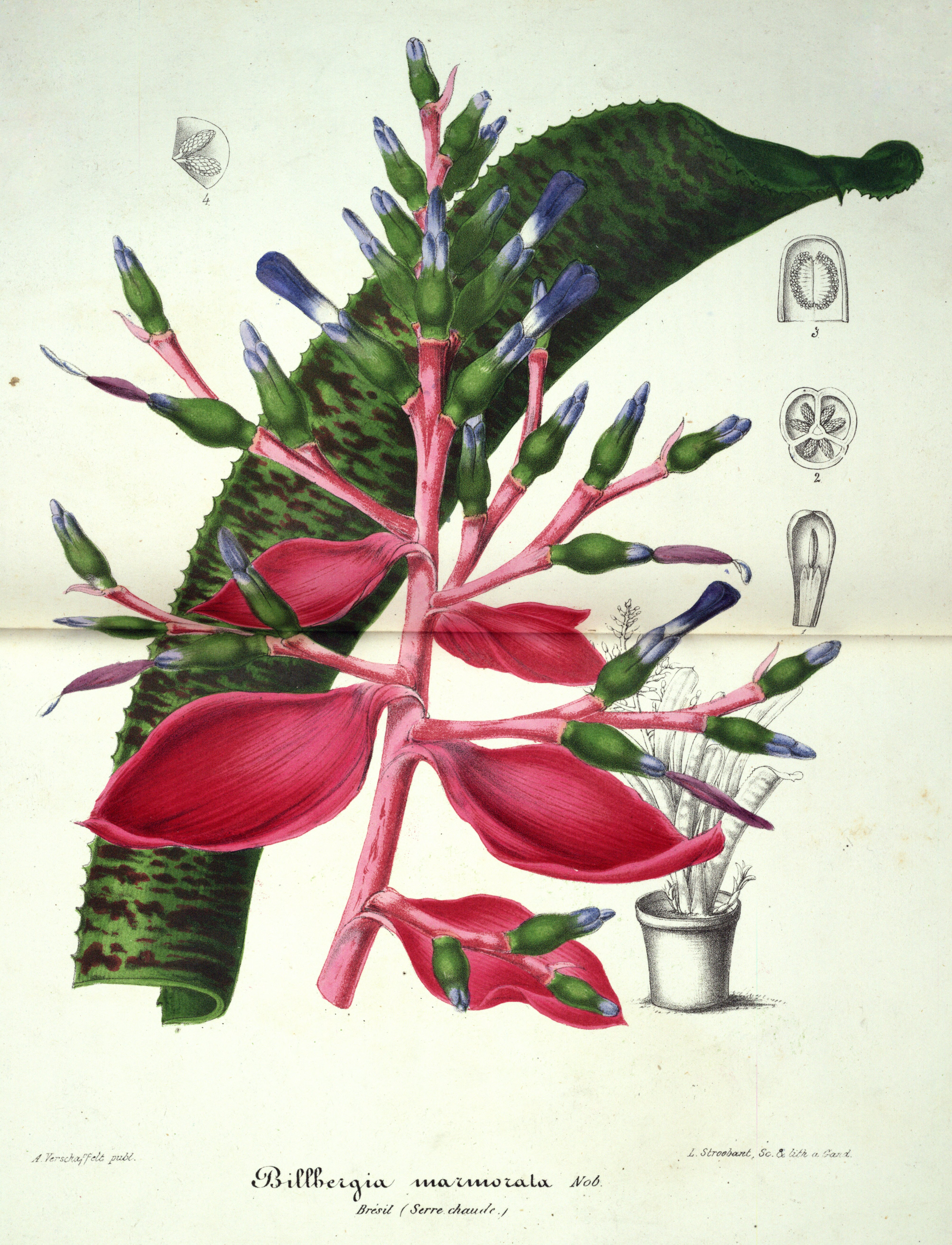 no full size  illustration available (3a)