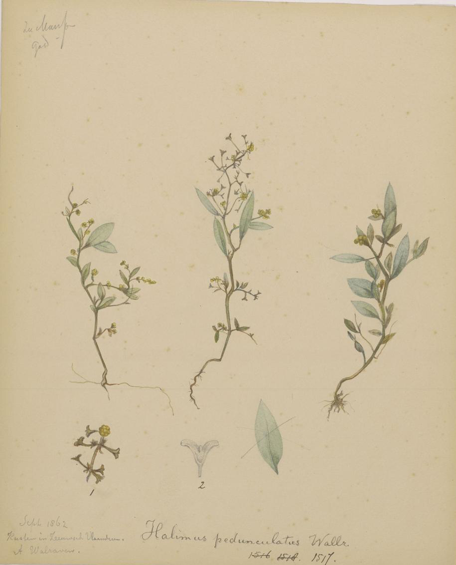 no full size  illustration available (3a)