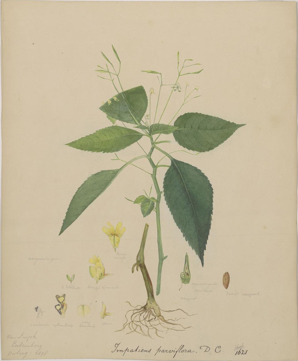 no full size  illustration available (3a)