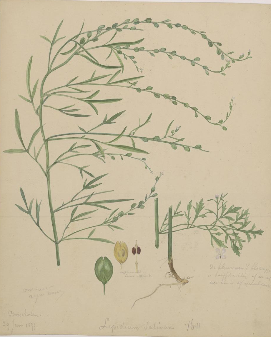 no full size  illustration available (3a)