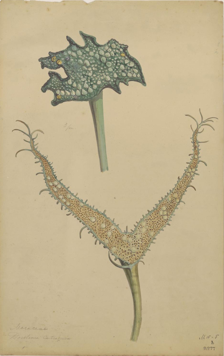 no full size  illustration available (3a)