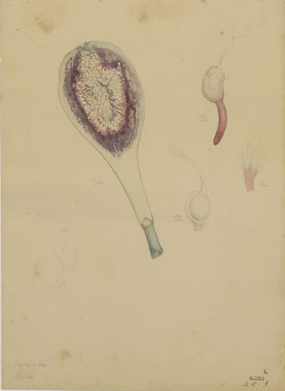 no full size  illustration available (3a)