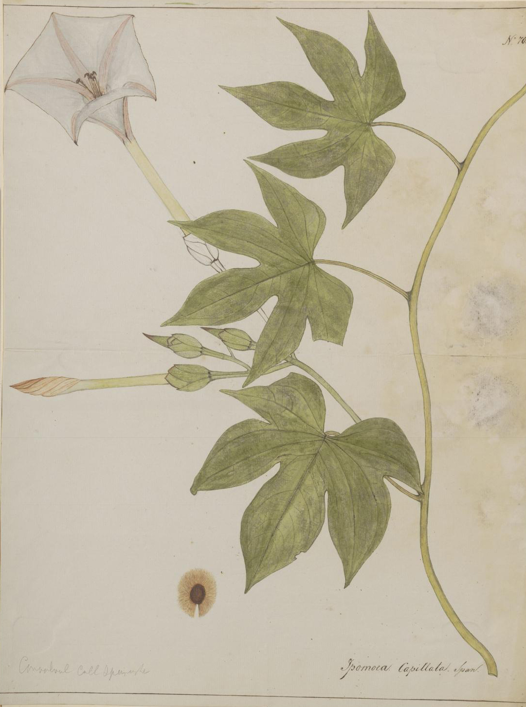 no full size  illustration available (3a)