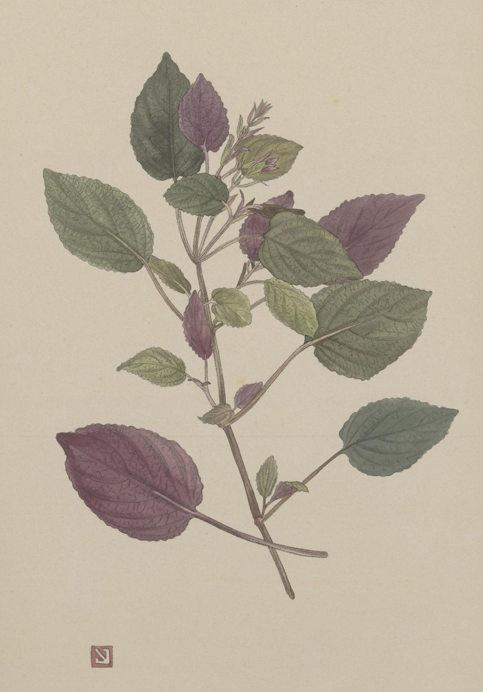 no full size  illustration available (3a)