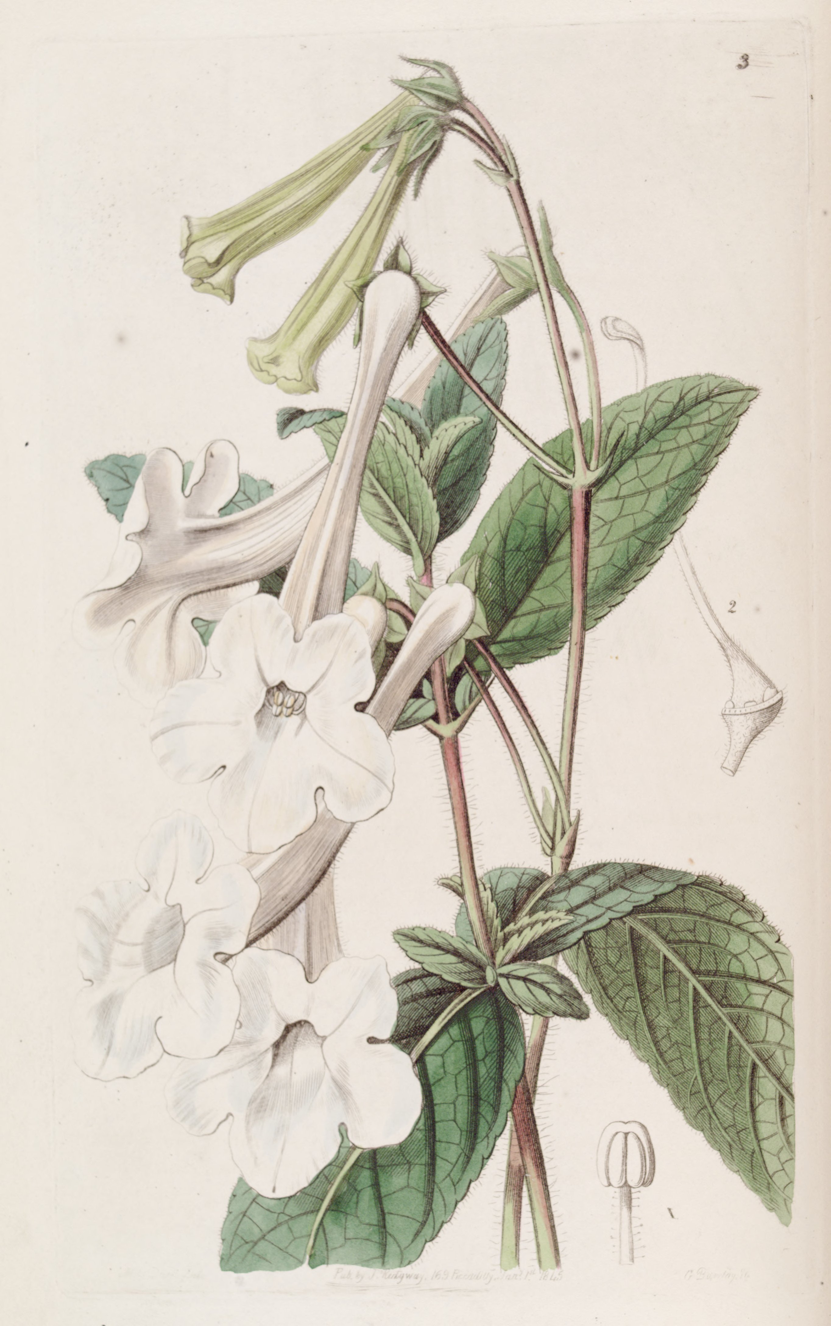 no full size  illustration available (3a)