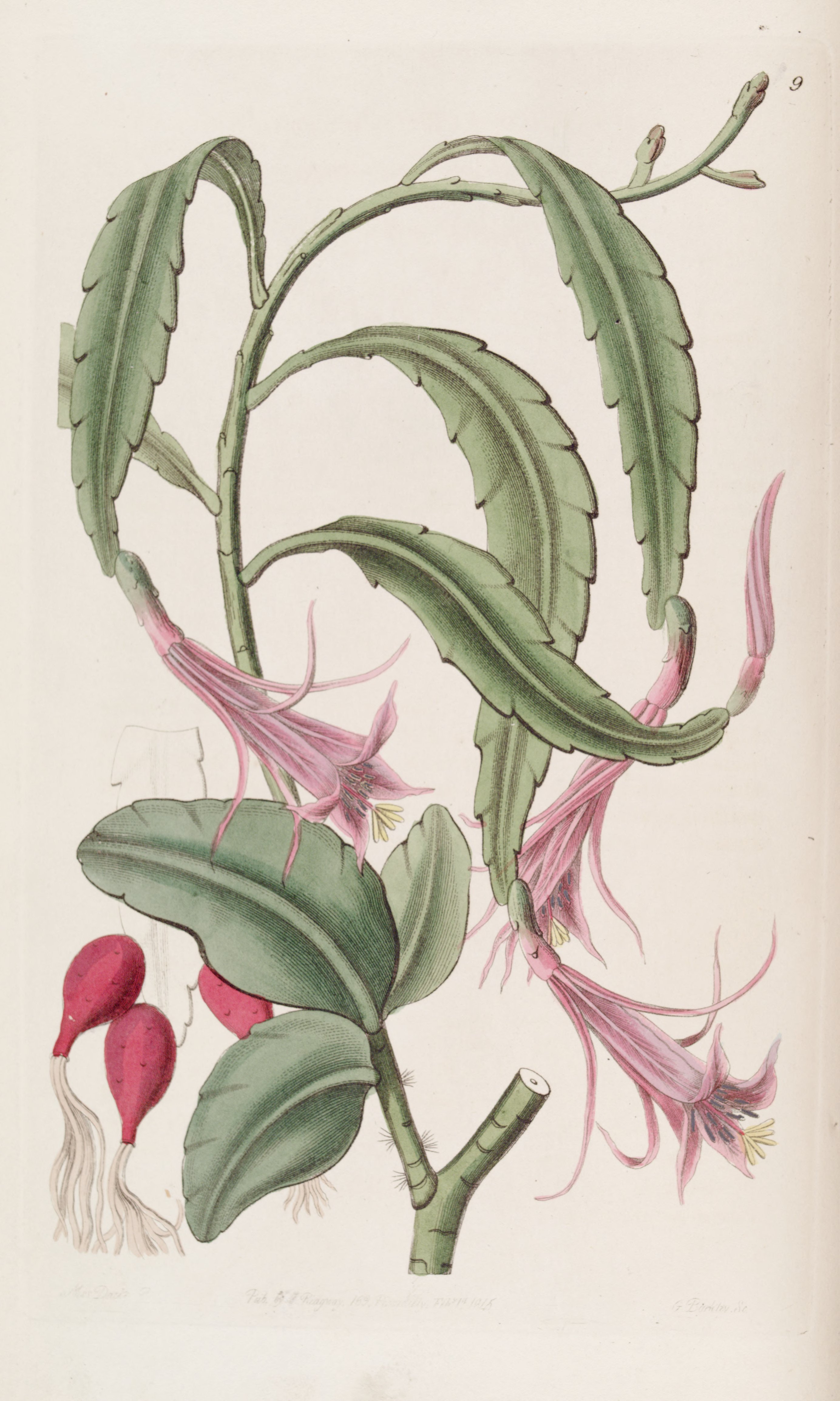 no full size  illustration available (3a)