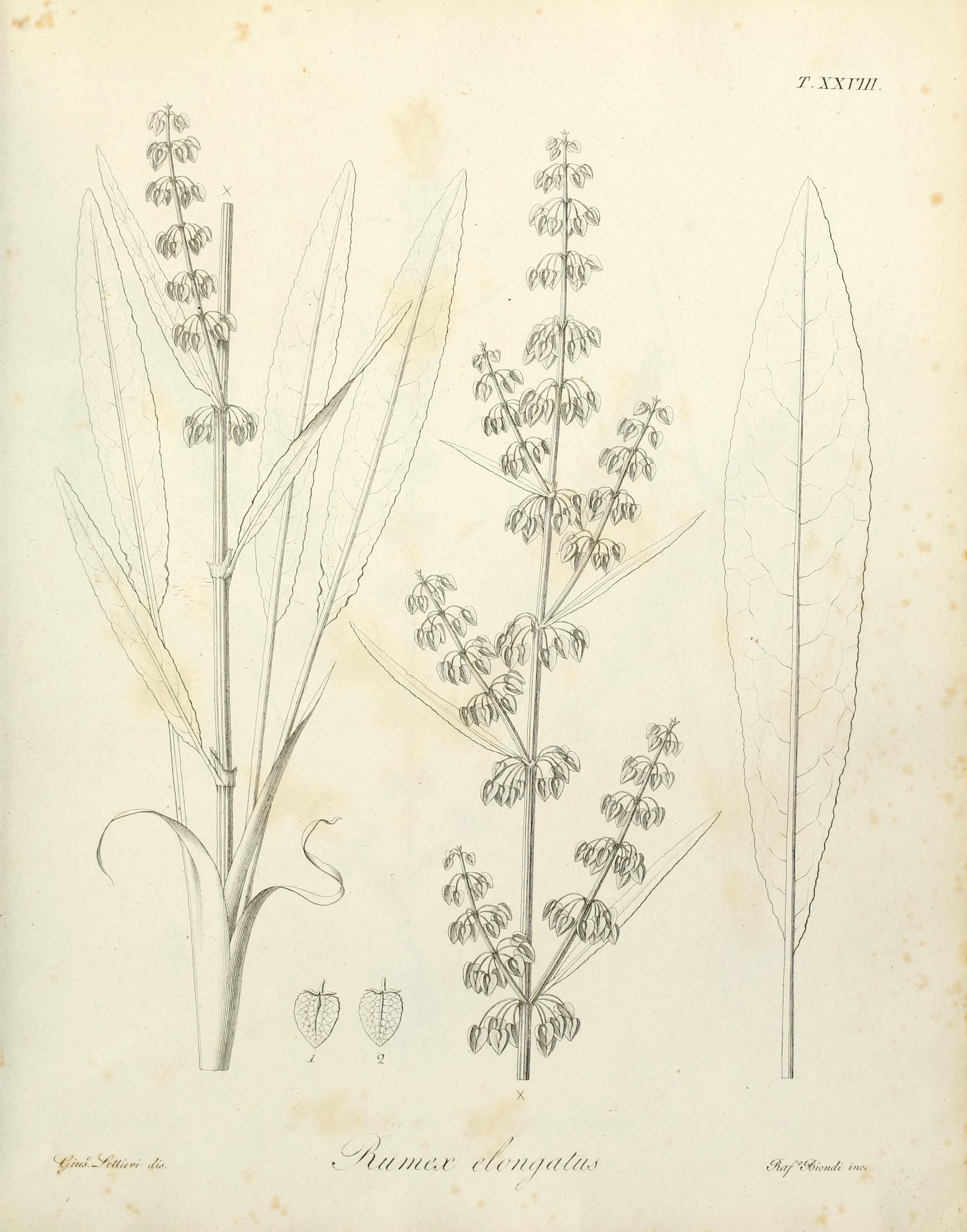 no full size  illustration available (3a)