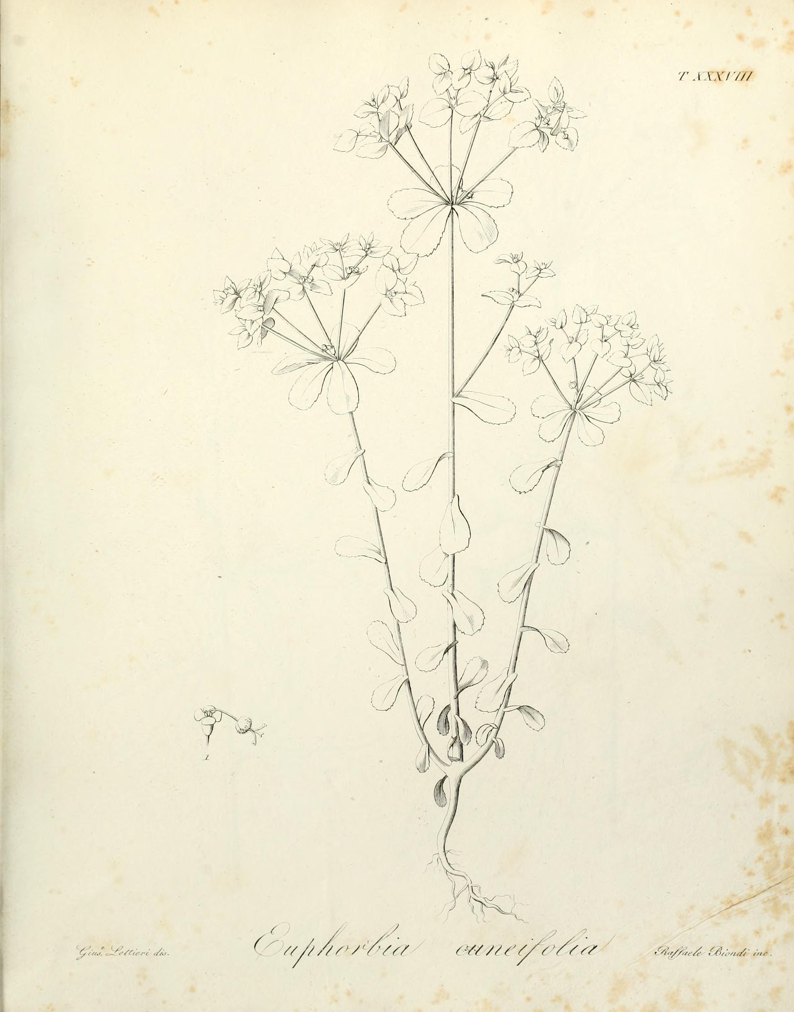 no full size  illustration available (3a)