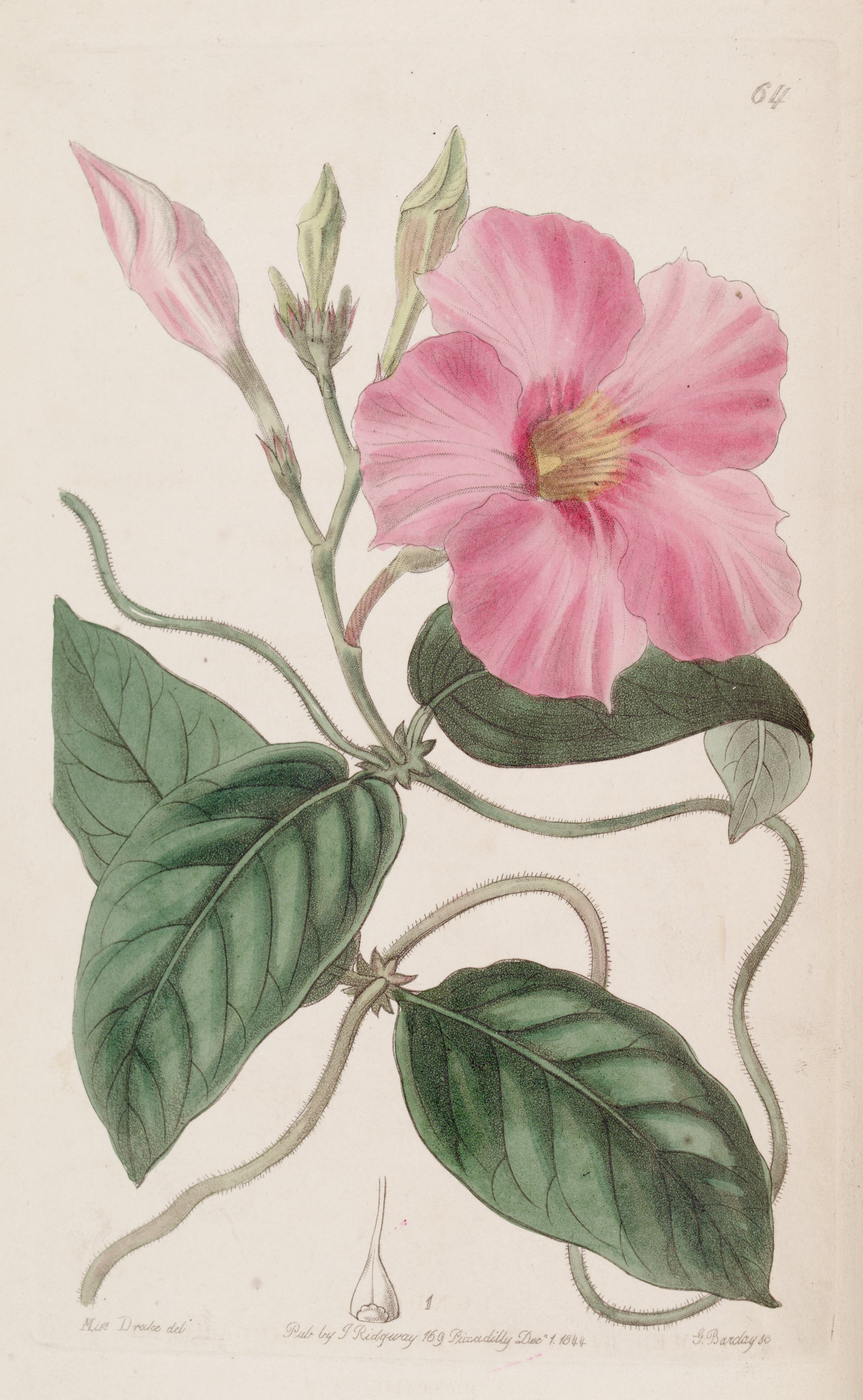 no full size  illustration available (3a)