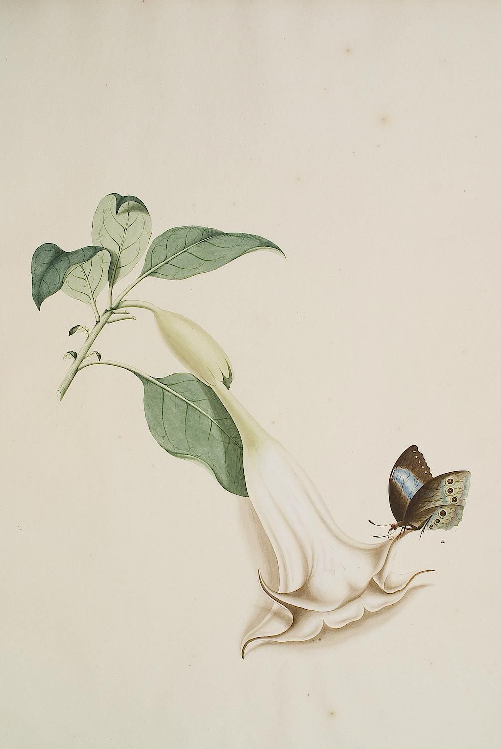 no full size  illustration available (3a)