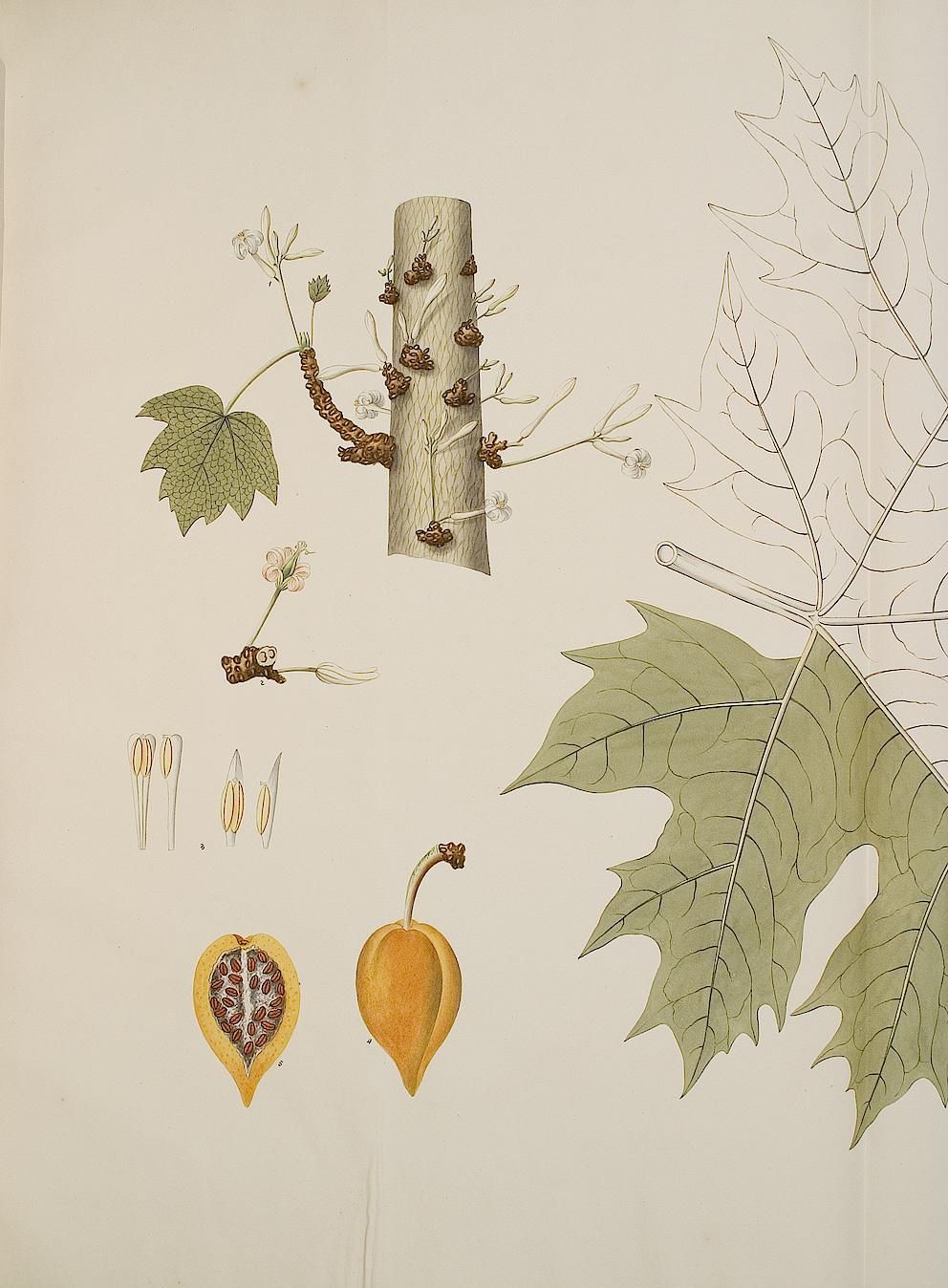 no full size  illustration available (3a)