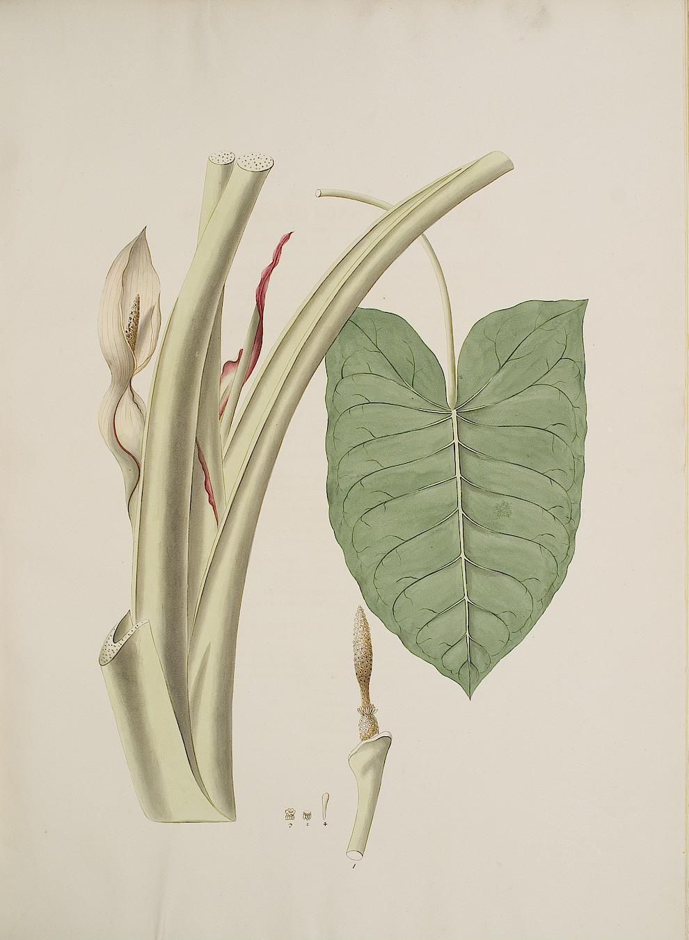 no full size  illustration available (3a)