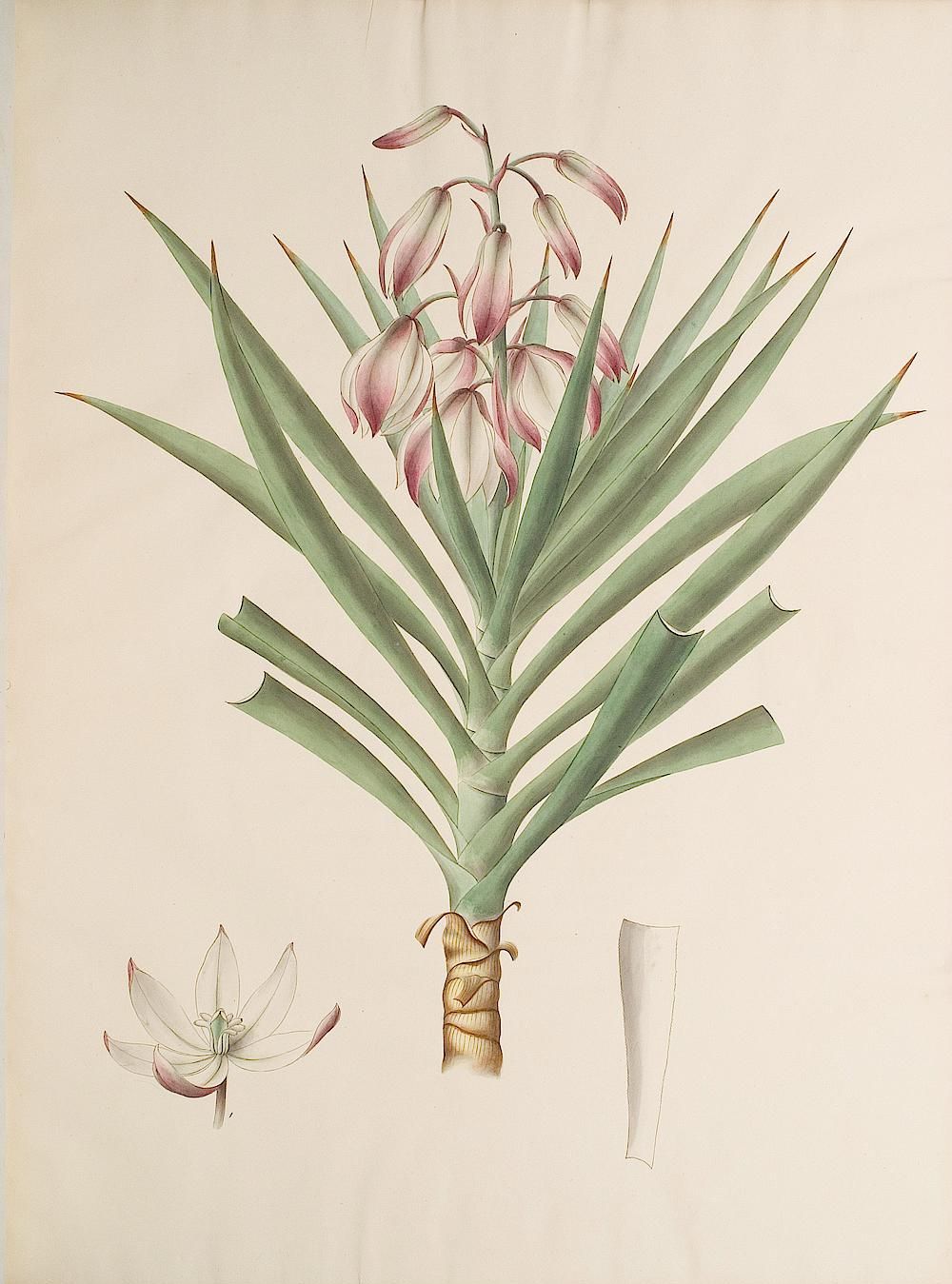 no full size  illustration available (3a)