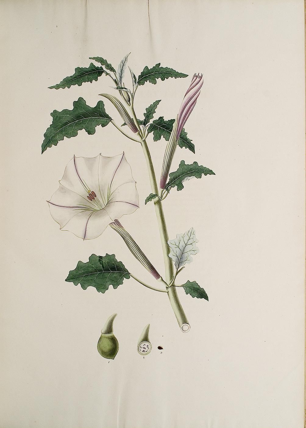 no full size  illustration available (3a)