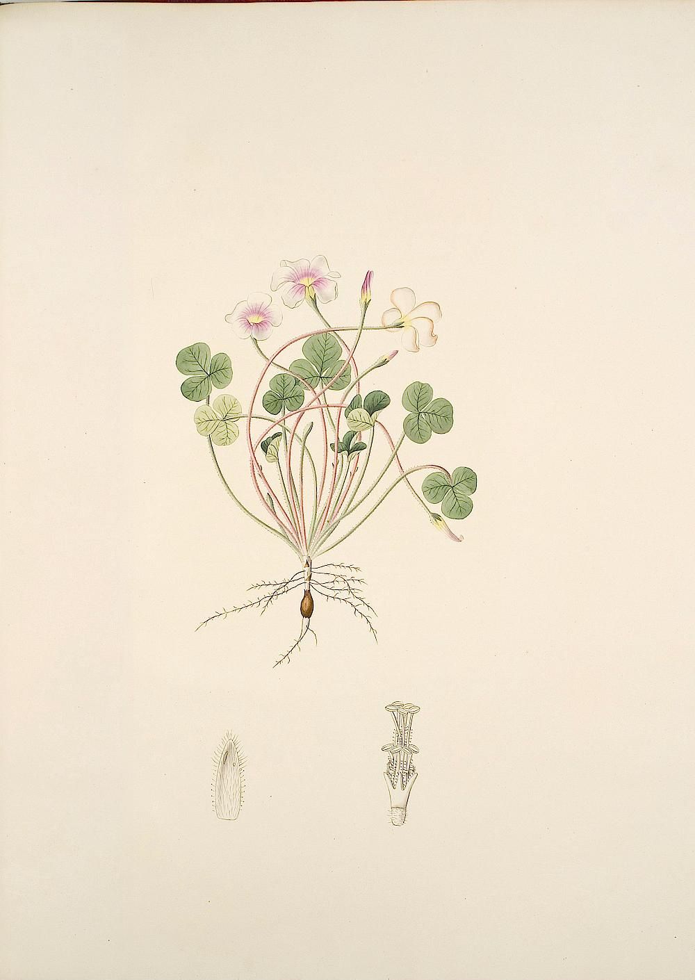 no full size  illustration available (3a)